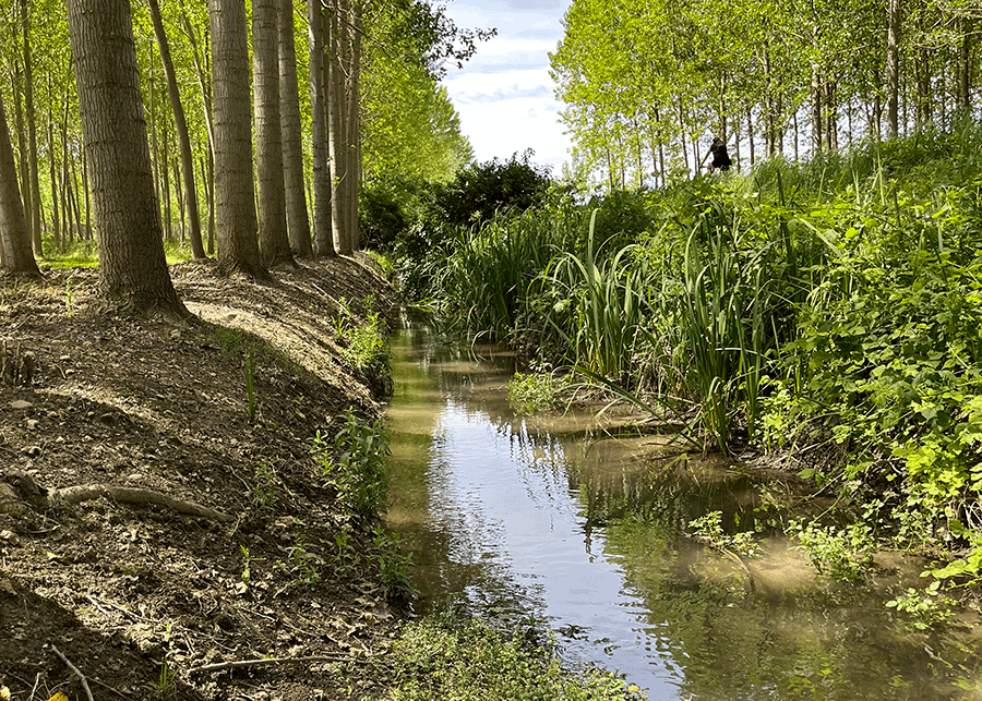 Spring-fed ditch bordered by trees and dense riparian vegetation.