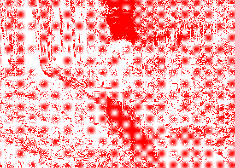 Spring-fed ditch bordered by trees and dense riparian vegetation.