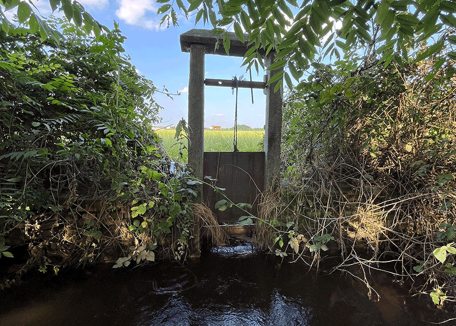 Stone sluice gate regulating water flow in a narrow vegetated ditch.