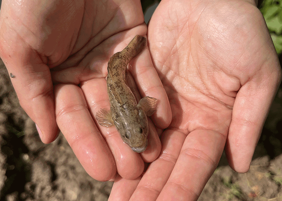 Padanian goby held in two hands above a spring-fed ditch.