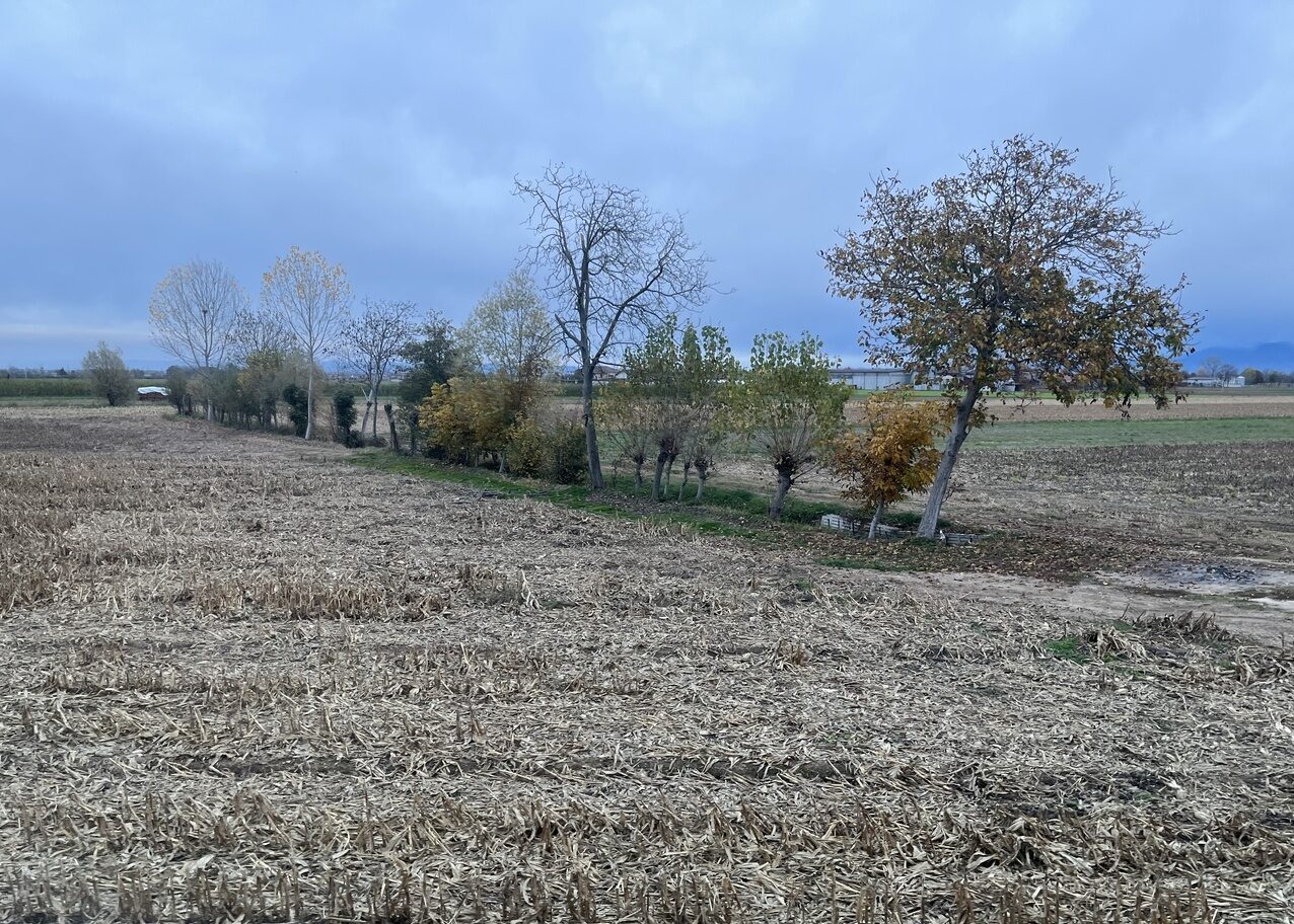 Harvested agricultural field with an earthen ditch lined by trees.